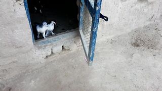 best kabutar care tips and treatments pigeons treat my small pigeons family