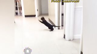 Cat fun time