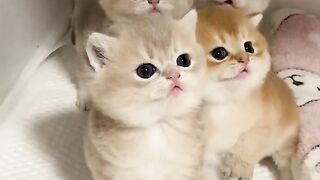 Cat cute video // cat Meow Meow sound
