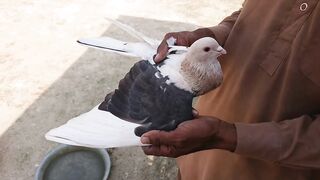 top10❤️world is unique❤️colors pigeons❤️Pakistani do chap kabootar❤️two different colors pigeon❤️