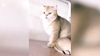 Funny ???? ???? CATS FUN CUTE CATI