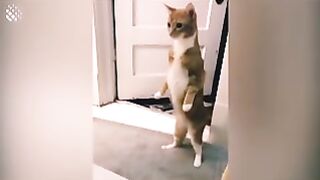 Dancing CAT.FUNNY CATI CUTE KITTEN