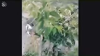 Cats Fight, Cute kitty Fight