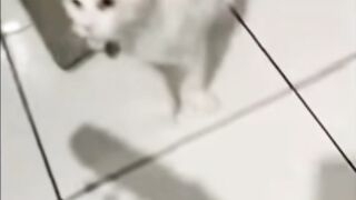 got some cat memes
