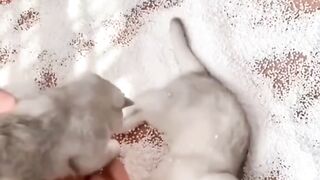 Funny Cats GET CRAZY | funny cat short