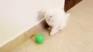 cute cat playing ???? best cute cat ????