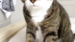 credit too amazing_partner (funny cat videos )