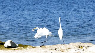 beautiful birds