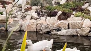ducks lover