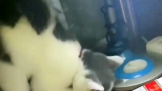funny cat...
