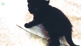 Black Kitten. Cute Black CAT.