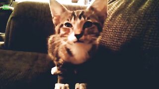 Brown Cat.Cati Brown, Lucky Cats