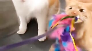 Our Favorite Funny Cat Collection