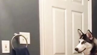 Shorts funny animals