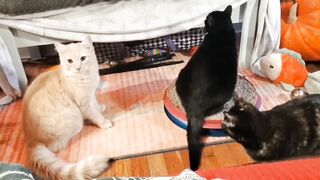 Funny Friday "SUGAR KIDS"⭐️ing CREW cute sweet cat resting sitting short video fat tuxedo tuxie fart