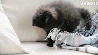 FUNNY Cat