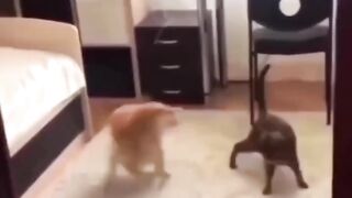 Animal funny video