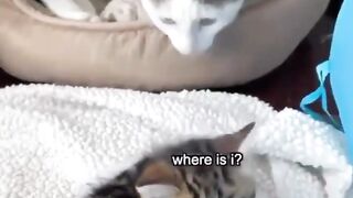 cute kittens ||funny cat videos|| cat's __world||