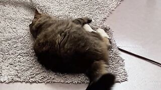 Cat Fighting with a Rug