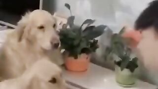 Scared dogs