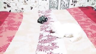 So cute kitten play with car for the first time