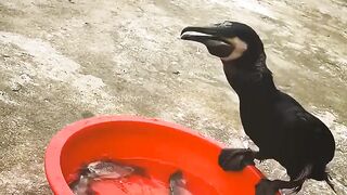 Eat big fish