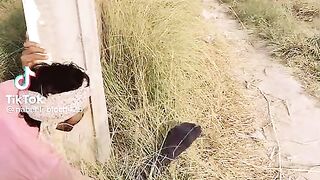 Funny video