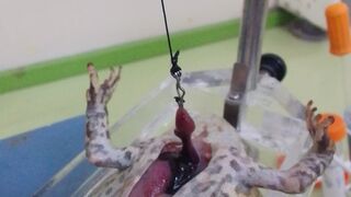 Cardiovascular analysis of a frog????