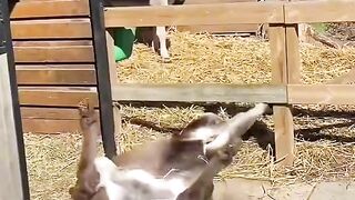 Funny dunkey video