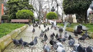 Pigeon Animal Bird Background Daytime Tree Birds