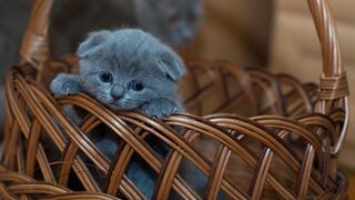 So Cute Cats Beautiful Animals video ????