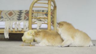 Small and very cute cats