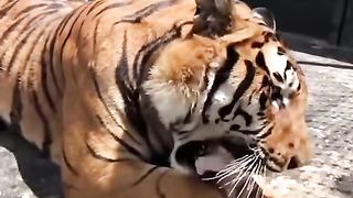 Non stop amazing facts about animals
