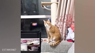 Try not to laugh - Funny Cat Videos of 2024