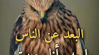 حاله