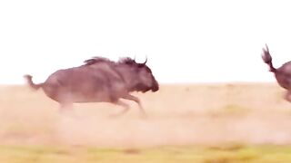 The buffalo put up a fight against the heyna