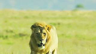 Mother leopard protects her cubs from attacks by hungry lions