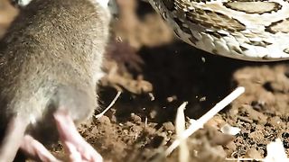 Vipers eat mice