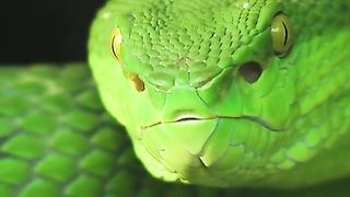 green pit vipers are looking for prey
