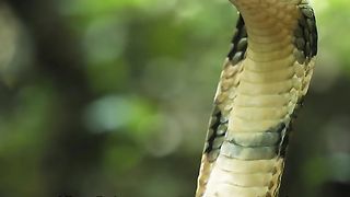 The king cobra snake stood watching the surroundings