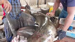 36 kg incredible size cobia fidh cutting????????kasimedu massive size fish cuts????kf fish cuts | 36 kg incredible size cobia fidh cutting????|
