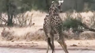 Giraffes give birth to quite large calves