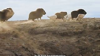 Bison fights Wolf Grobolan