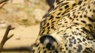 #fyp #animalswildlife #wildlifeoftiktok #amazinganimalsworld