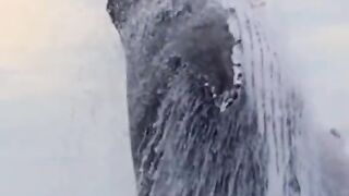 Ikan Paus Bermain