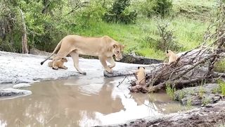 The mother lion invites her cubs to bathe