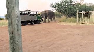 Jangan remehkan kekuatan gajah