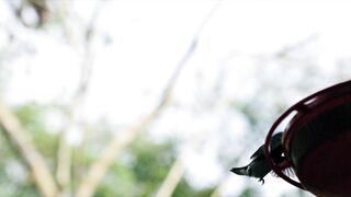 A Humming bird flying