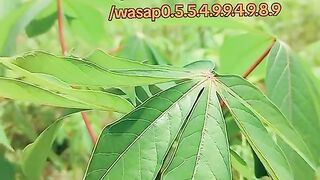 Benefits of cassava leaf
