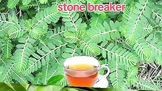 Mix mango leaves and stone breaker for detoxifying your body